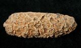 Agatized Fossil Pine (Seed) Cone From Morocco #17466-1
